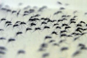 aedes_1
