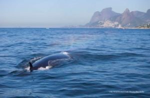 baleia de bryde pedra da gavea BIA HETZEL