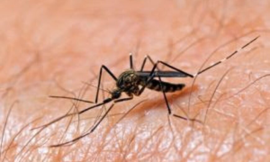 Verão mosquitos faciais ao ar livre dobrável net inseto-resistente